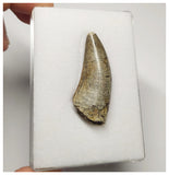 T5 - Finest Grade Afrovenator abakensis Megalosaurid Dinosaur Tooth Jurassic Tiouraren Fm