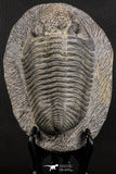 07750 - Top HUge 5.93 Inch Drotops armatus Middle Devonian Trilobite