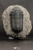 07754 - Top Detailed 2.54 Inch Austerops sp Lower Devonian Trilobite