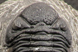 07754 - Top Detailed 2.54 Inch Austerops sp Lower Devonian Trilobite