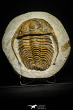 22002 - Top Rare 6.50 Inch Hamatolenus marocanus Lower Cambrian Trilobite