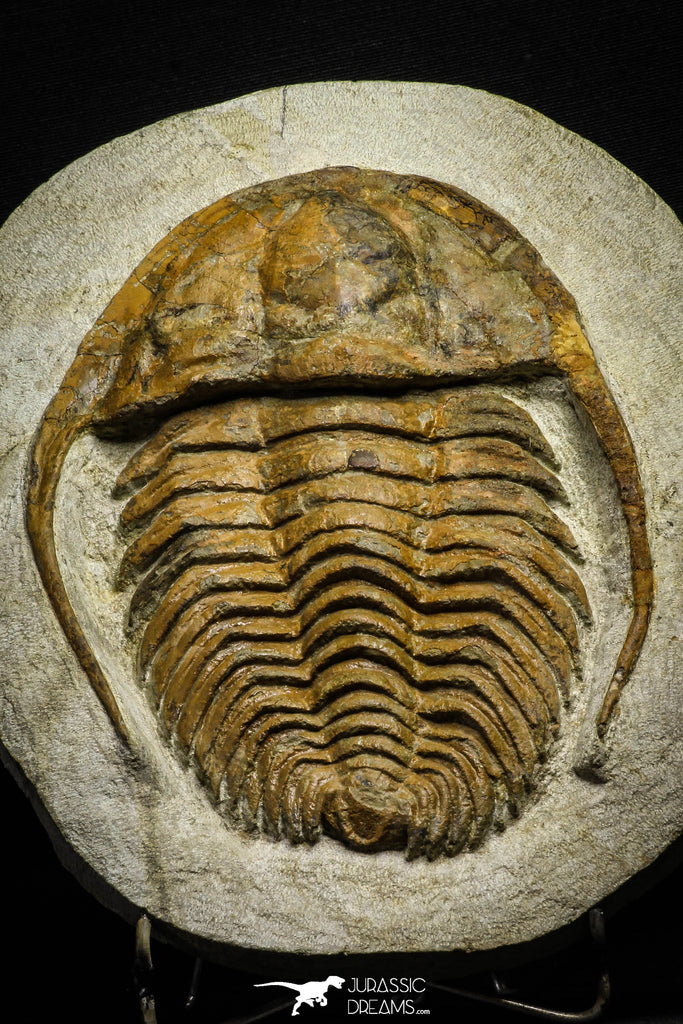 22002 - Top Rare 6.50 Inch Hamatolenus marocanus Lower Cambrian Trilobite