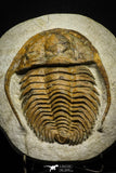 22002 - Top Rare 6.50 Inch Hamatolenus marocanus Lower Cambrian Trilobite