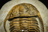 22002 - Top Rare 6.50 Inch Hamatolenus marocanus Lower Cambrian Trilobite