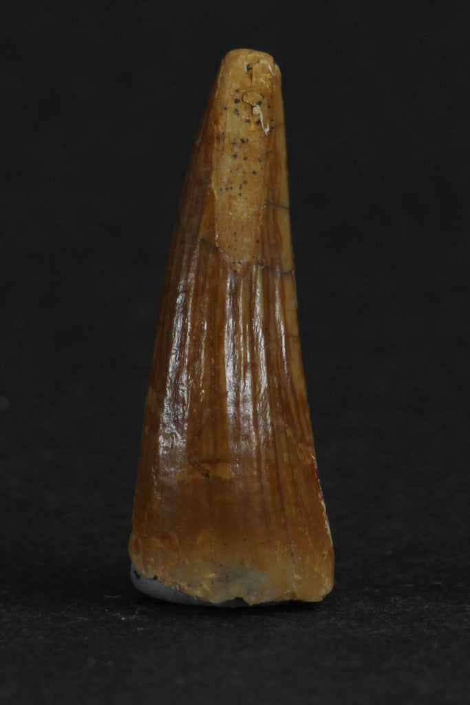 88002 - Beautiful 0.84 Inch Juvenile Spinosaurus Dinosaur Tooth