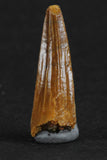 88002 - Beautiful 0.84 Inch Juvenile Spinosaurus Dinosaur Tooth