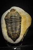 22006 - Huge 5.42 Inch Calymenella sp Ordovician Trilobite Ktaoua Formation