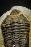 22006 - Huge 5.42 Inch Calymenella sp Ordovician Trilobite Ktaoua Formation