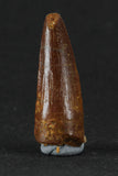 88020 - Beautiful 1.17 Inch Juvenile Spinosaurus Dinosaur Tooth