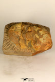 30707 - Top Beautiful 3.52 Inch Ectillaenus sp Middle Ordovician Trilobite