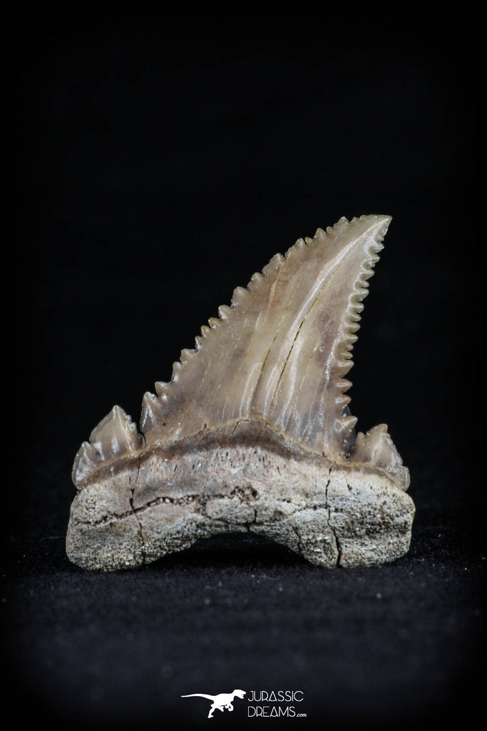 20545 - Strongly Serrated 1.28 Inch Palaeocarcharodon orientalis (Pygmy white Shark) Tooth