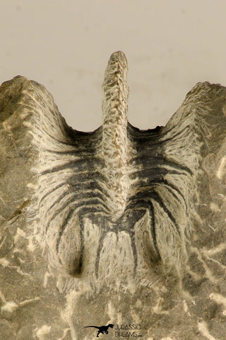 30717 - Partial Prepared 0.93 Inch Spiny Koneprusia dahmani Lower Devonian Trilobite