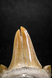 04951 - Super Rare Pathologically Deformed Double Tipped 1.15 Inch Otodus obliquus Shark Tooth