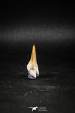 04951 - Super Rare Pathologically Deformed Double Tipped 1.15 Inch Otodus obliquus Shark Tooth