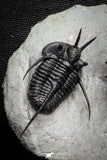 22024 - Beautiful Association 3 "Devil Horned" Cyphaspis walteri Devonian Trilobites