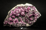 07632 -  Pink Cobaltoan Calcite Crystals on Matrix - Bou Azzer Mine (South Morocco)