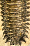 30728 - Top Quality 3.48 Inch Crotalocephalina (Crotalocephalus) gibbus Lower Devonian Trilobite