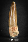 88106 - Top Quality 2.44 Inch Spinosaurus Dinosaur Tooth Cretaceous