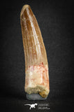 88106 - Top Quality 2.44 Inch Spinosaurus Dinosaur Tooth Cretaceous