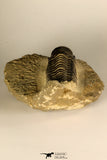 30728 - Top Quality 3.48 Inch Crotalocephalina (Crotalocephalus) gibbus Lower Devonian Trilobite