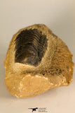 30730 - Well Prepared 2.65 Inch Crotalocephalina (Crotalocephalus) gibbus Lower Devonian Trilobite