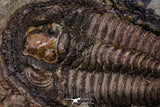 20569 - Top Rare Association 2 Euloma filacovi Lower Ordovician Trilobites Fezouata Fm