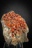 88132 -  Beautiful Red Vanadinite Crystals on Natural Manganese-Iron Oxide Matrix from Morocco