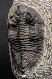 07984 - Superb Bug Eyed 2.34 Inch Coltraneia effelesa Middle Devonian Trilobite