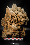 07943 - Huge 7.83 Inch Desert Rose (Selenite) - Sahara Desert