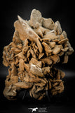 07943 - Huge 7.83 Inch Desert Rose (Selenite) - Sahara Desert