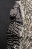 07984 - Superb Bug Eyed 2.34 Inch Coltraneia effelesa Middle Devonian Trilobite