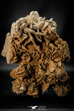 07943 - Huge 7.83 Inch Desert Rose (Selenite) - Sahara Desert