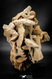 07943 - Huge 7.83 Inch Desert Rose (Selenite) - Sahara Desert