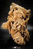 07943 - Huge 7.83 Inch Desert Rose (Selenite) - Sahara Desert