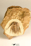 30747 - Well Prepared 1.28 Inch Leonaspis sp Middle Devonian Trilobite