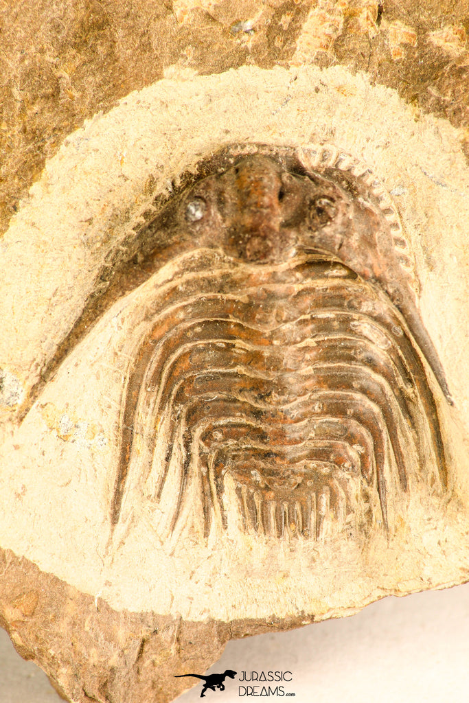 30747 - Well Prepared 1.28 Inch Leonaspis sp Middle Devonian Trilobite