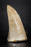 07671 - Top Rare 2.16 Inch Huge Mosasaurus hoffmanni Tooth Late Cretaceous