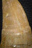 07672 - Top Rare 2.58 Inch Huge Mosasaurus hoffmanni Tooth Late Cretaceous