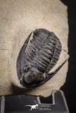 88140 - Superb 1.12 Inch Diademaproetus praecursor Devonian Trilobite