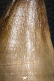 07677 - Well Preserved 2.95 Inch Mosasaur (Prognathodon anceps) Tooth