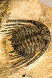 30753 - Nicely Preserved 0.72 Inch Leonaspis sp Middle Devonian Trilobite