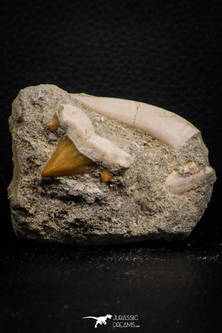 07687 - Finest Association Cretolamna (mackerel shark) Tooth + Enchodus Tooth in Matrix