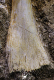 20498 - Finest Grade Unidentified Mosasaur Phalanx Paddle Bone in Matrix Cretaceous