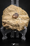 07826 - Nicely Preserved 0.89 Inch Globidens phosphaticus (Mosasaur) Tooth on Matrix Cretaceous