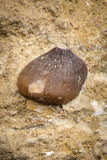 07826 - Nicely Preserved 0.89 Inch Globidens phosphaticus (Mosasaur) Tooth on Matrix Cretaceous