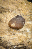 07826 - Nicely Preserved 0.89 Inch Globidens phosphaticus (Mosasaur) Tooth on Matrix Cretaceous