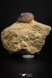 07827 - Nicely Preserved 0.83 Inch Globidens phosphaticus (Mosasaur) Tooth on Matrix Cretaceous