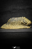 22046 - Nicely Preserved 3.40 Inch Crotalocephalina (Crotalocephalus) gibbus Lower Devonian Trilobite