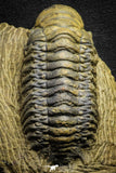 22046 - Nicely Preserved 3.40 Inch Crotalocephalina (Crotalocephalus) gibbus Lower Devonian Trilobite