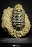 22046 - Nicely Preserved 3.40 Inch Crotalocephalina (Crotalocephalus) gibbus Lower Devonian Trilobite